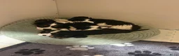 Cavalier King Charles Spaniel dogs for sale: Full bred choc carriers CKCS puppy’s  - Advert 2