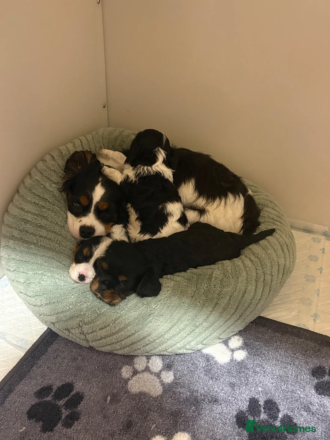 Cavalier King Charles Spaniel dogs for sale: Full bred choc carriers CKCS puppy’s  - Advert 2