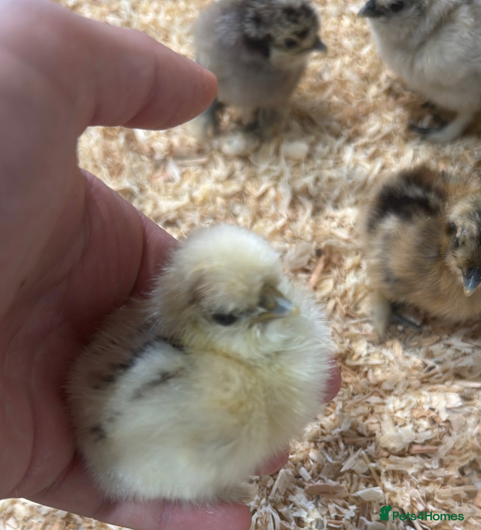 Chickens poultry Different breed chicks  - Advert 1