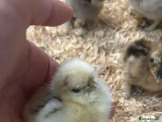 Chickens poultry Different breed chicks - Advert 1