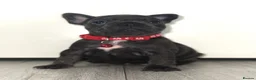French Bulldog dogs for sale: Stunning French bulldog puppies  - Advert 15
