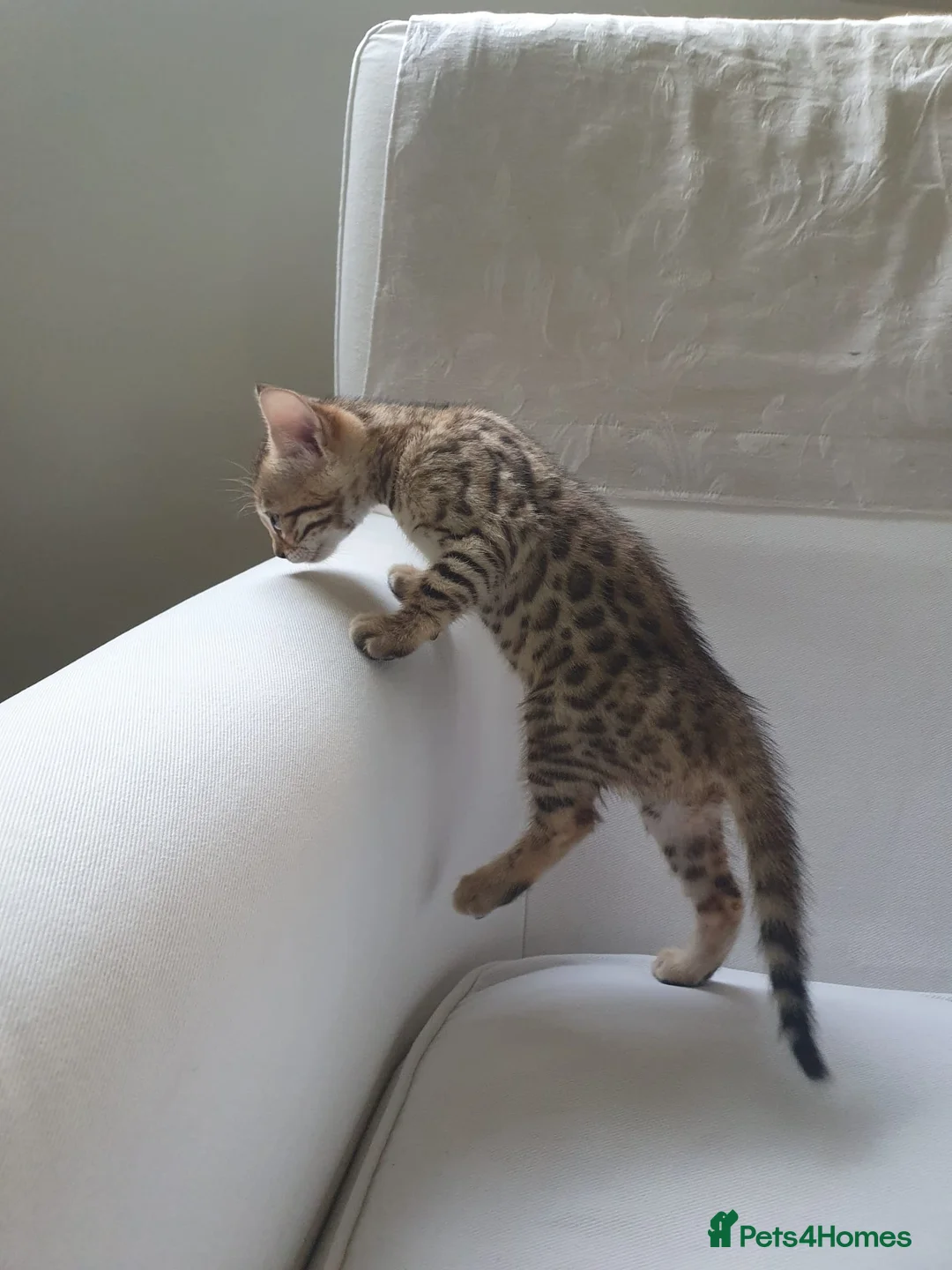 Bengal cats for sale: Stunning Bengal kittens for sale - Advert 1