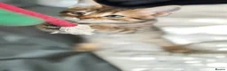 Domestic Shorthair cats for sale: Domestic Shorthair Tabby - Advert 28