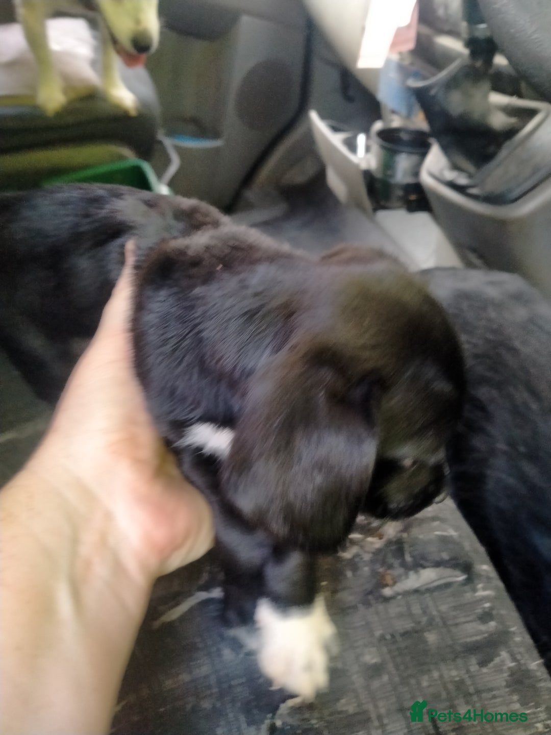 Mixed Breed dogs for sale: Cocker jack - Image 7