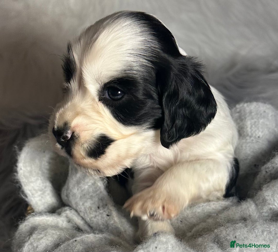 Cocker Spaniel dogs for sale: Show type cocker spaniels - Advert 3