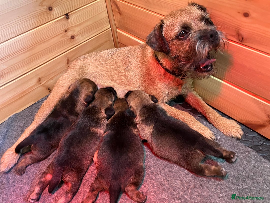 Border Terrier dogs for sale: KC Border Terrier Pups - Image 14