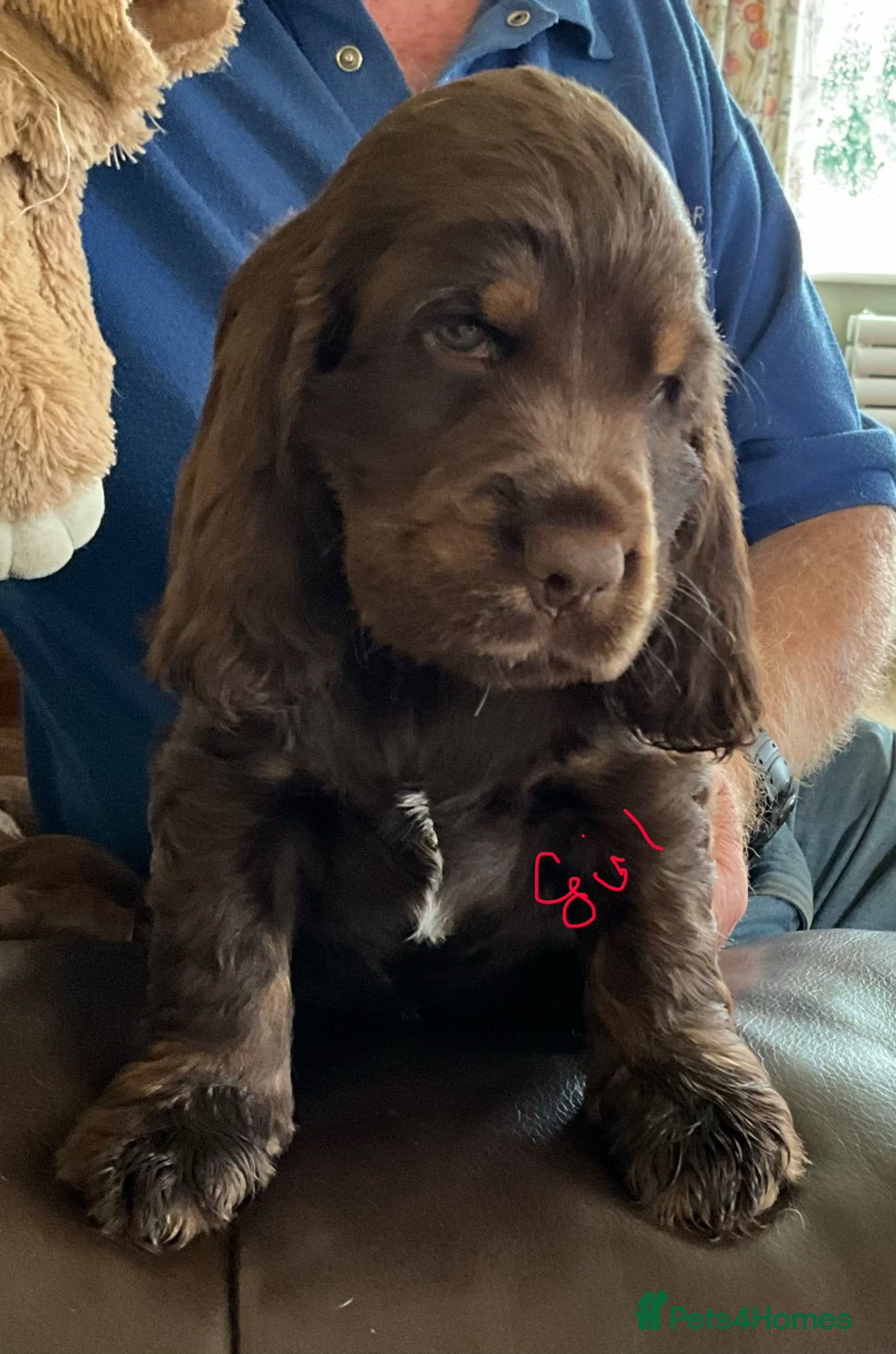 Cocker Spaniel dogs Stunning Litter of Show Cocker Spaniel Puppies - Advert 3