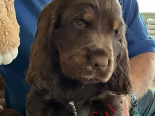 Cocker Spaniel dogs Stunning Litter of Show Cocker Spaniel Puppies - Advert 3