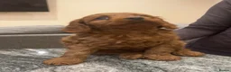 Cavapoo dogs for sale: Health clear F1 Cavapoo boys - Advert 5