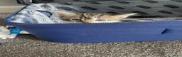 British Longhair cats for sale: Cute ragdoll long hair kittens  - Advert 1