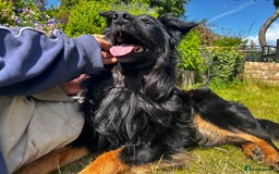 Mixed Breed dogs for sale: Rufty - Image 8