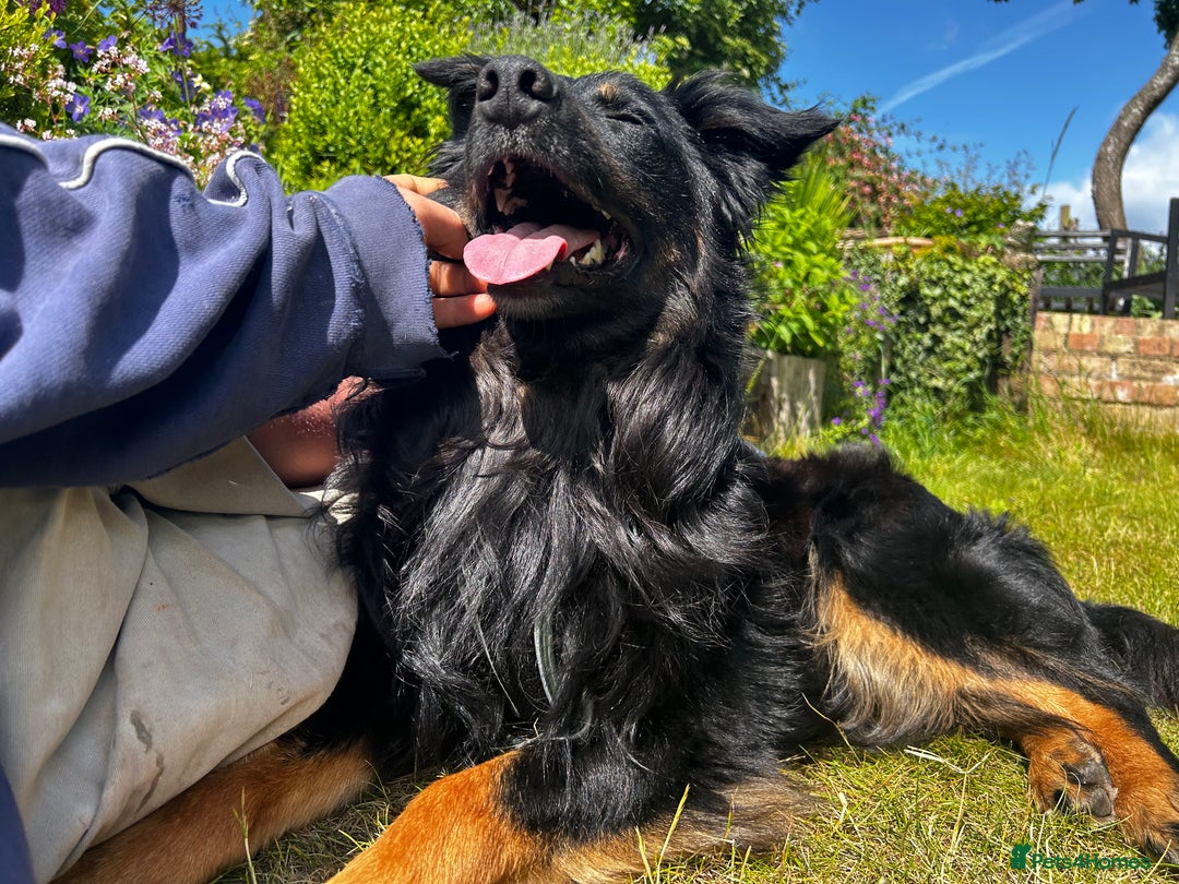 Mixed Breed dogs for sale: Rufty - Image 8