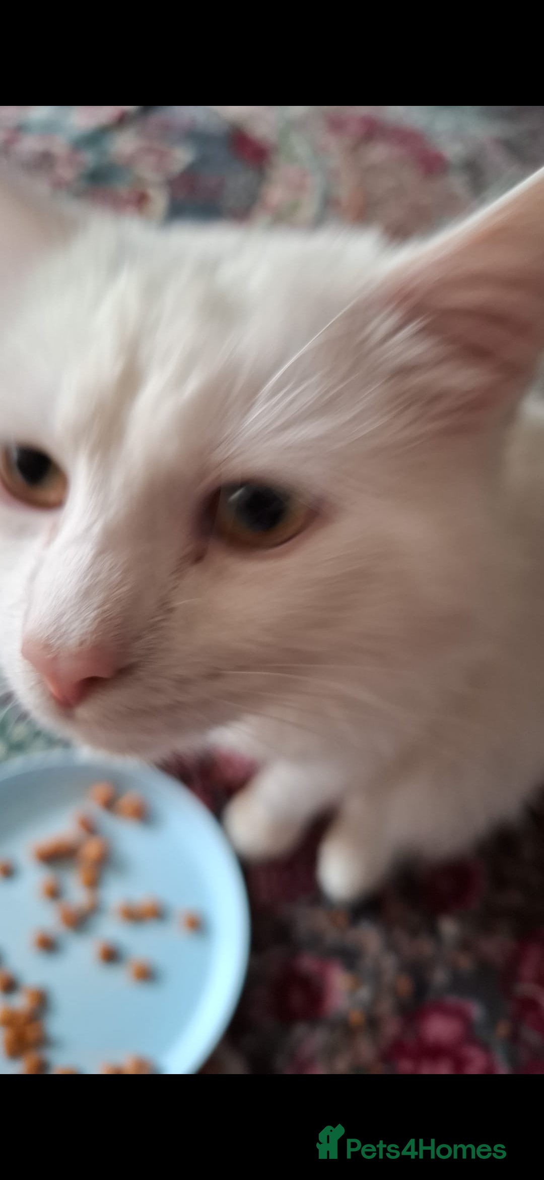 British Longhair cats for sale: Beautiful white cat - Advert 3