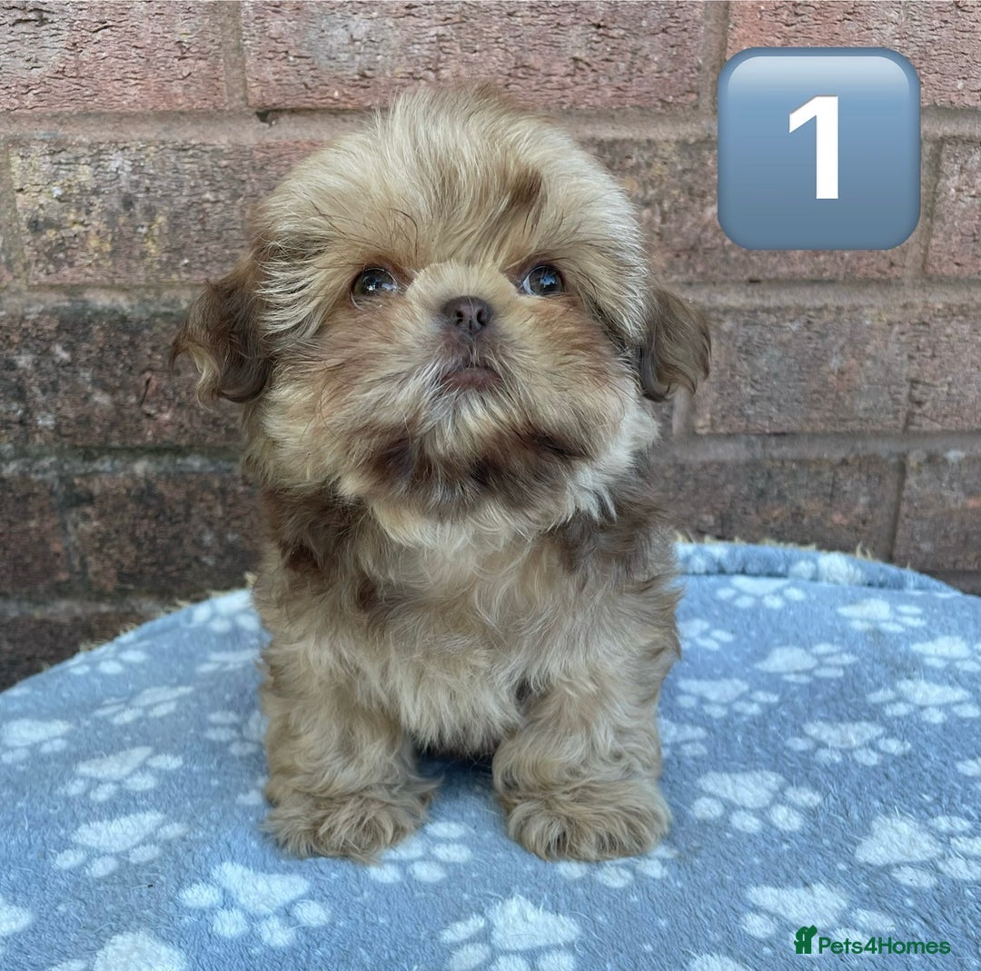 Shih Tzu dogs for sale: KC Registered Imperial Shih Tzu boys.  - Image 4