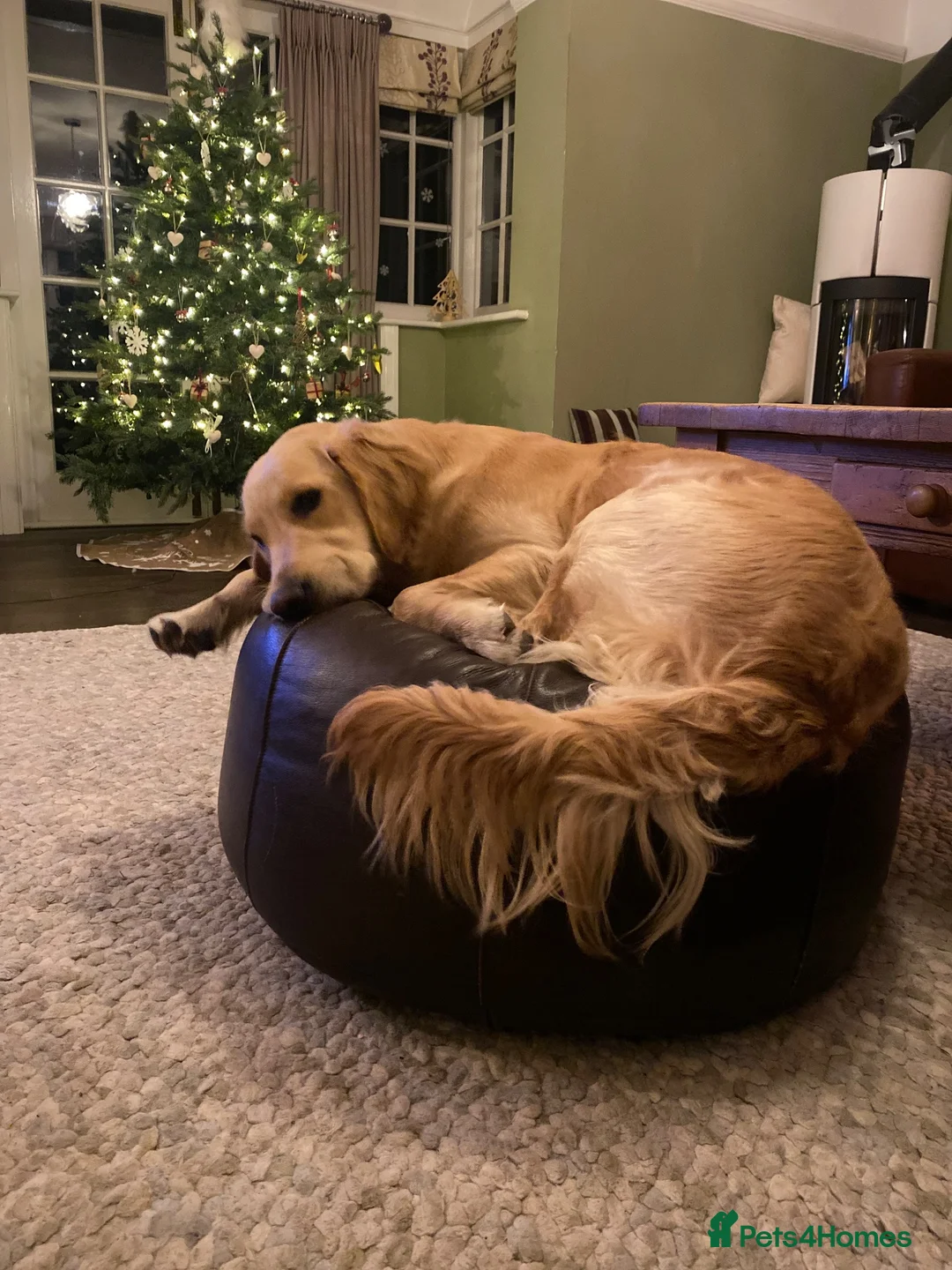 Golden Retriever dogs for sale: Premium Golden Retriever Puppies - Advert 9