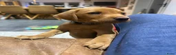 Labrador Retriever dogs for sale: Fox Red Labrador puppy’s  in Bedford - Advert 9