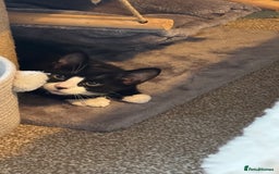 Mixed Breed cats for sale: Tuxedo male kitten  - Image 5