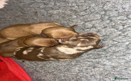 Miniature Dachshund dogs for sale: Miniature Dachshund Puppies - Image 3