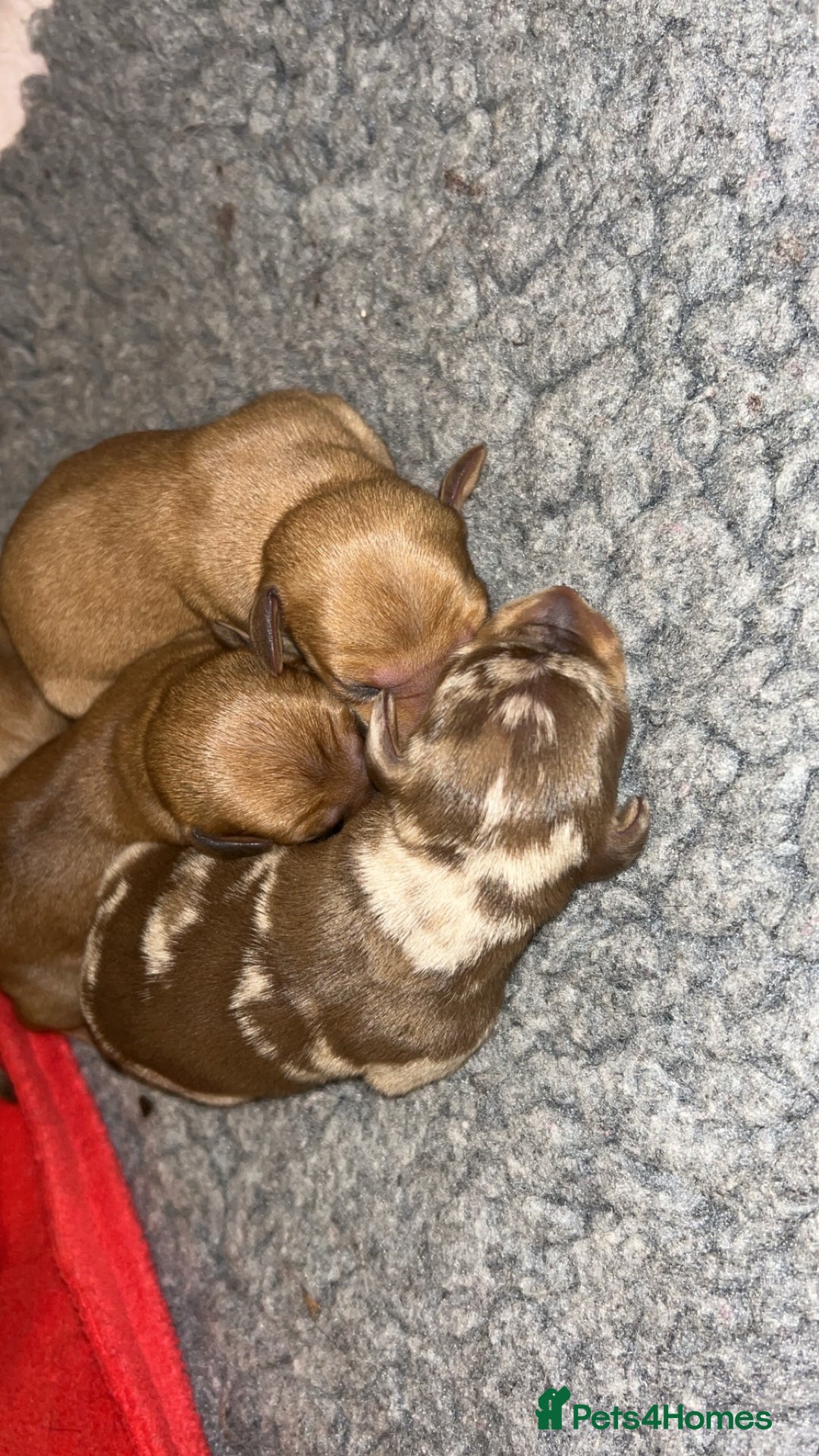 Miniature Dachshund dogs for sale: Miniature Dachshund Puppies - Image 3
