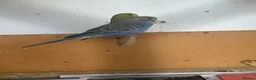 Budgerigars birds for sale: Lovely violet and green budgie - Advert 3