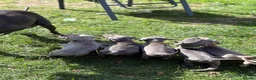 Weimaraner dogs for sale: Kc Weineramer pups  in Ashford - Advert 8