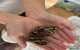 Python Snake reptiles for sale: Royal Python Hatchlings - Image 5