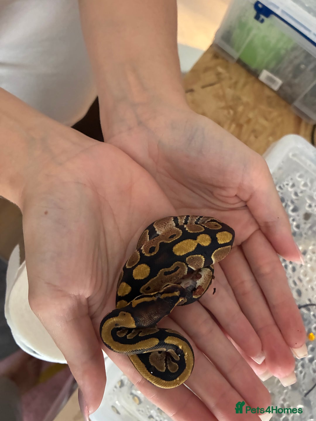 Python Snake reptiles for sale: Royal Python Hatchlings - Image 5