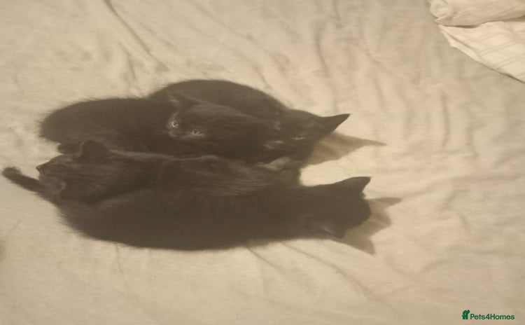 British Shorthair cats - Advert 6