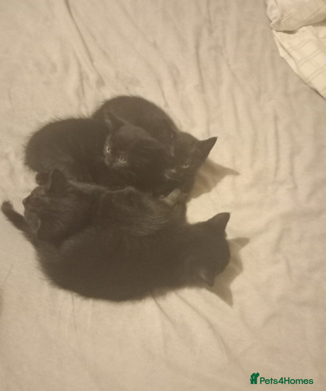 British Shorthair cats for sale: Blue Russian Mix  - Image 1