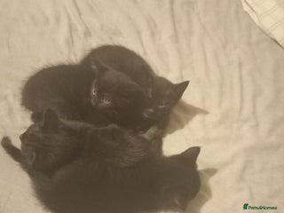 British Shorthair cats - Advert 32