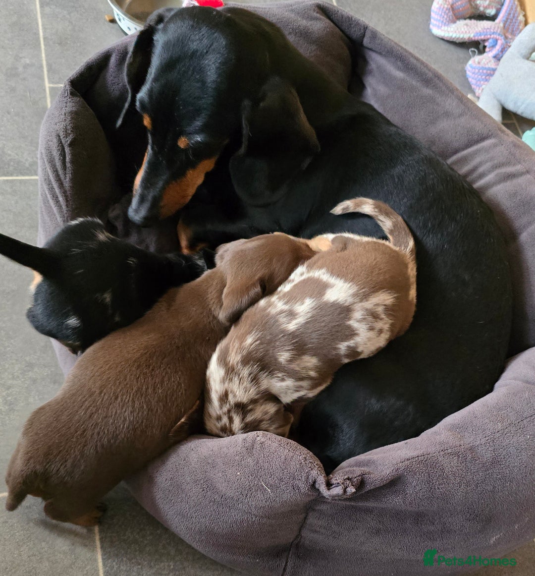 Dachshund dogs for sale: 3 Gorgeous Girl Dachshund Puppies  - Image 10