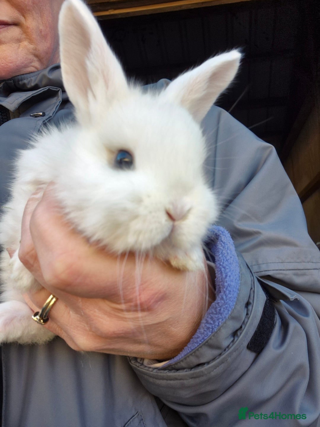 Mini Lop rabbits for sale: Gorgeous Mini Lop X Rex Kits  - Advert 7