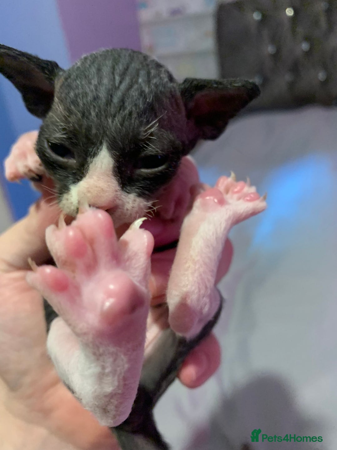 Sphynx cats for sale: Gorgeous Male Mixed Sphynx Kitten  - Image 3
