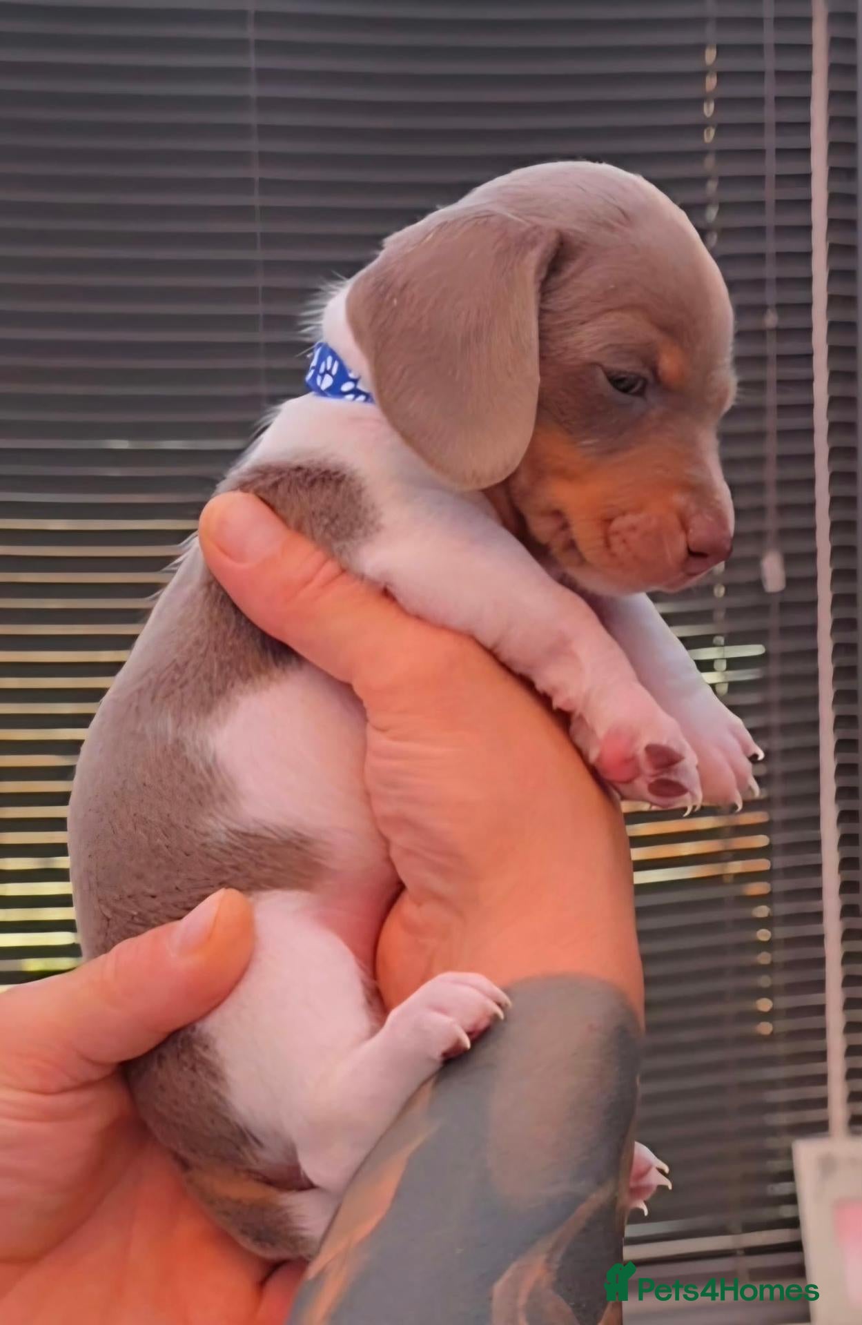 Miniature Dachshund dogs 🐶READY TODAY🐶Tiny miniature dachshund puppie 🐶  - Advert 2