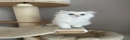 British Longhair cats for sale: British longhair little cuties - Advert 24