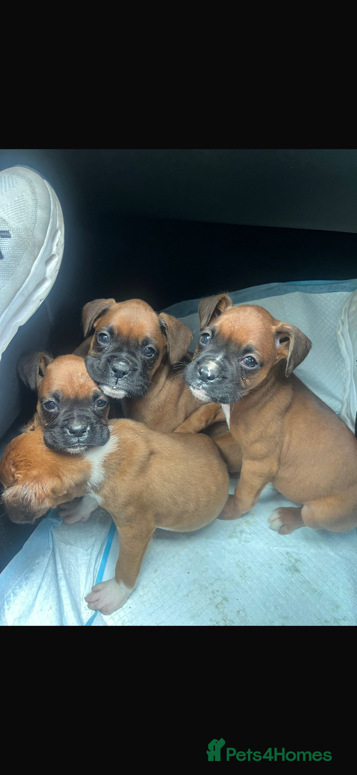 Boxer dogs stunning boxer puppies - Advert 2