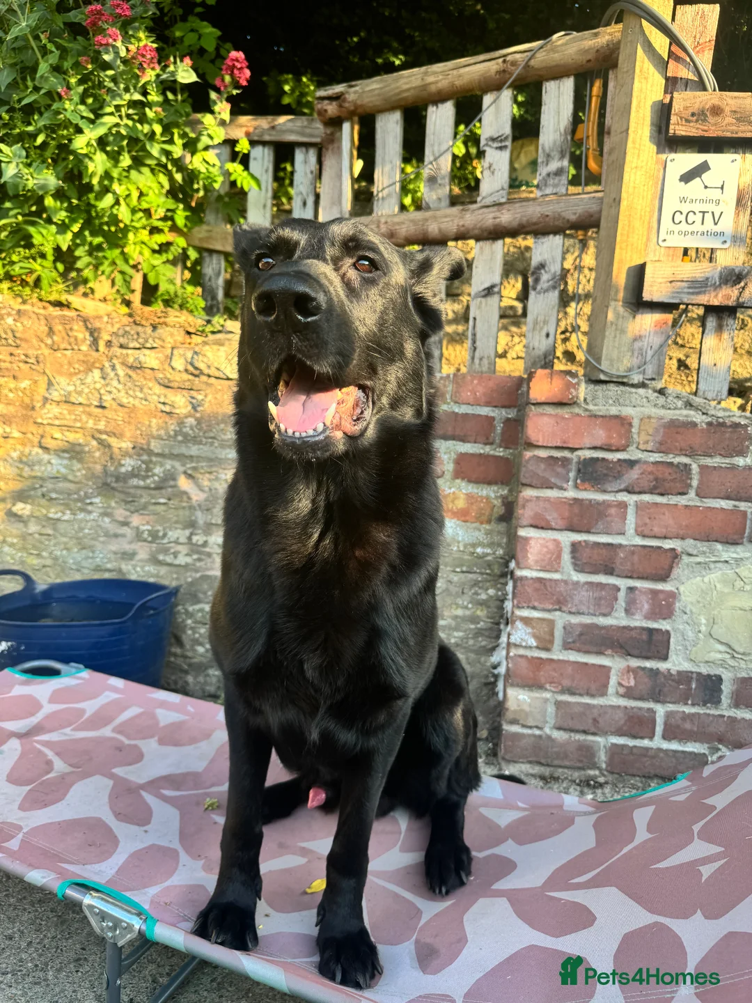 German Shepherd dogs for sale: Full KC Registered Entire Male GSD  - Advert 2