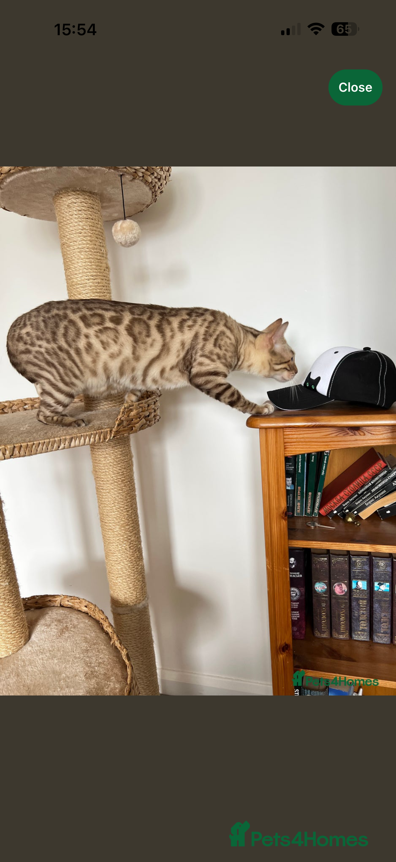 Bengal cats Snow Bengal Kittens, TICA Registered Pet only! - Advert 5