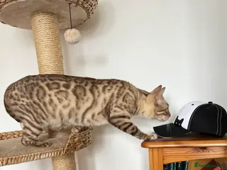 Bengal cats Pedigree Lynx Bengal Kittens, TICA registered 🏆 - Advert 16