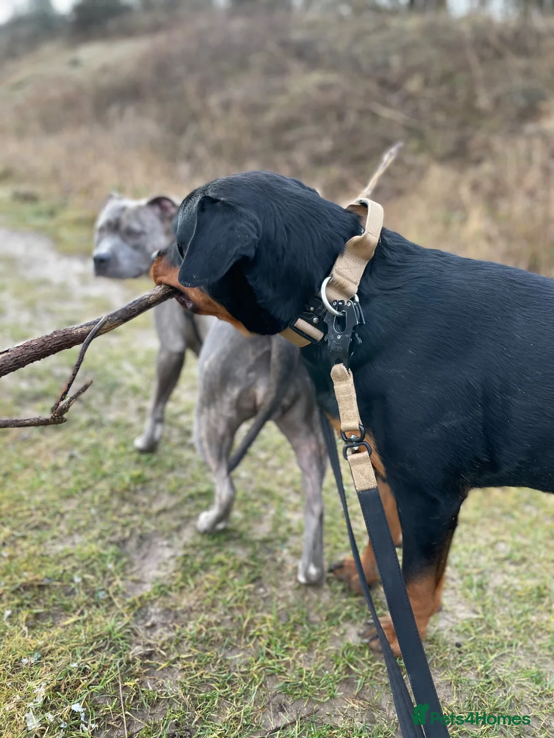 Rottweiler dogs for sale: Roxy - A beautiful pedigree Rottweiler  - Advert 7
