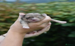 Pomsky dogs for sale: Merle Genuine Toy Size  Pomsky Puppies - Image 20