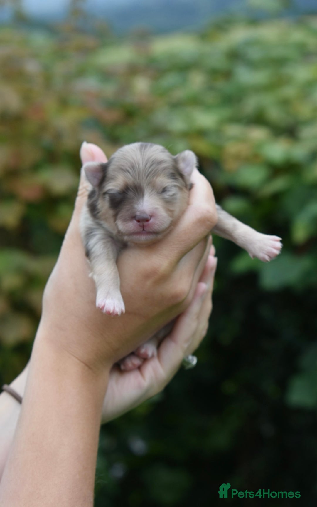Pomsky dogs for sale: Merle Genuine Toy Size  Pomsky Puppies - Image 20