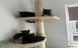 Mixed Breed cats for sale: 3 Female Ghost Tabby’s For Sale - Image 9