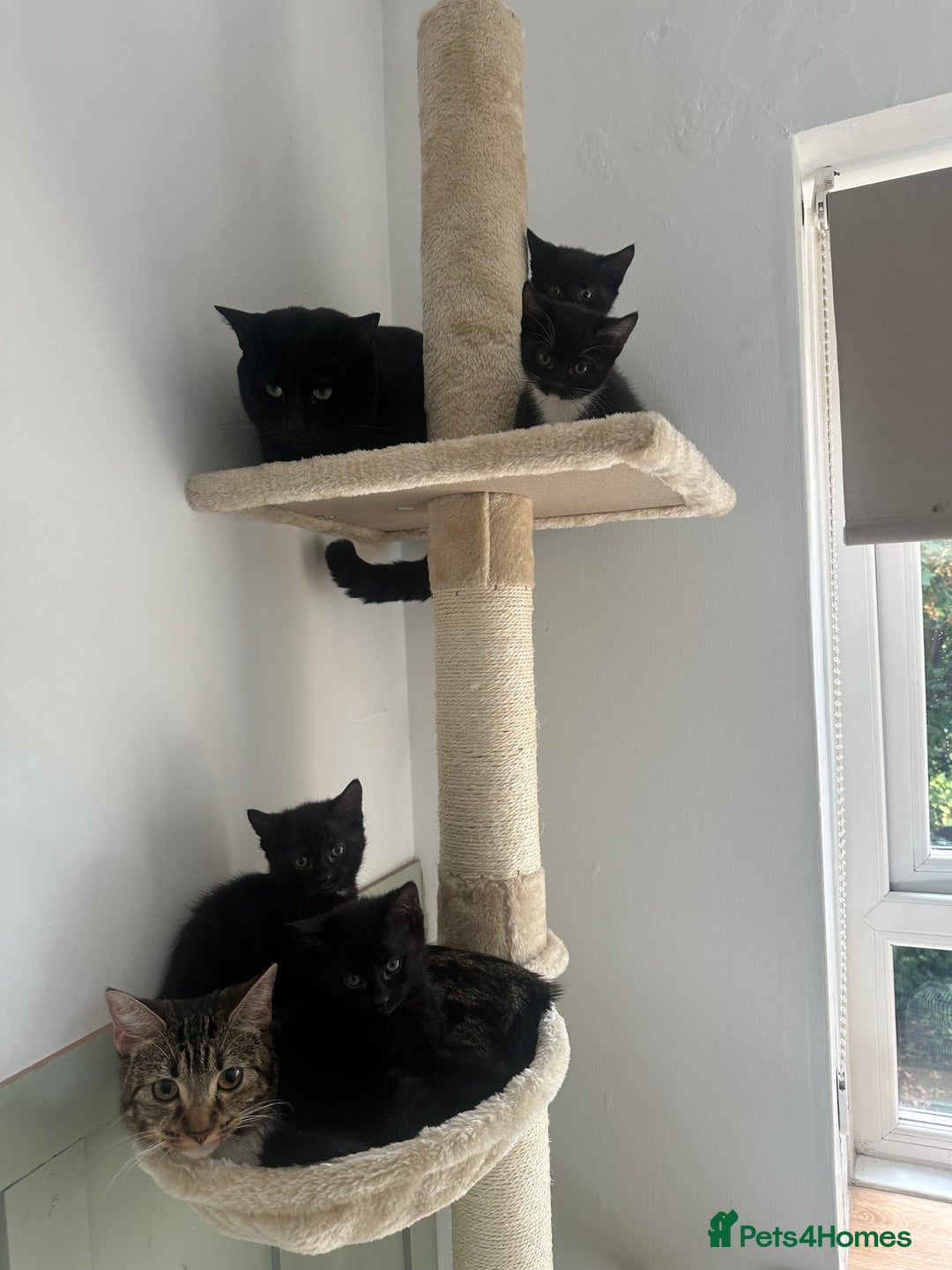 Mixed Breed cats for sale: 3 Female Ghost Tabby’s For Sale - Image 9