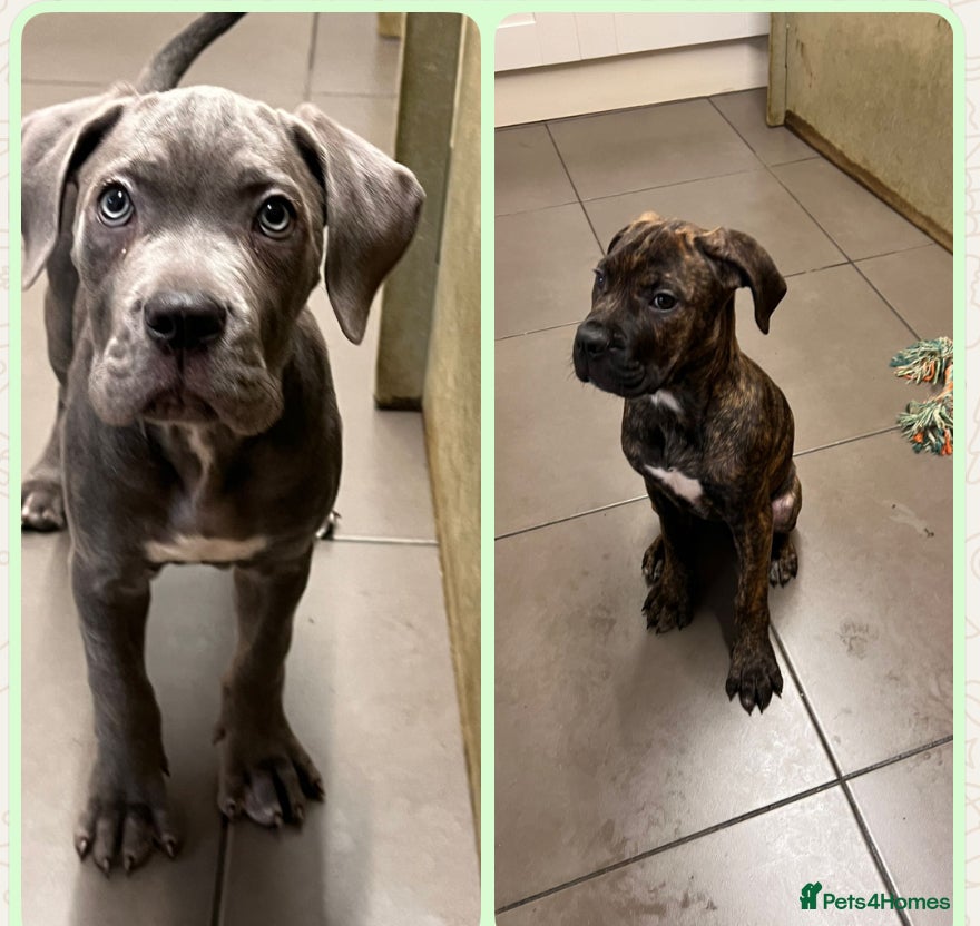 Cane Corso dogs 🐾 Majestic Cane Corso Puppies –Loyal Guardians 🐾 - Advert 1