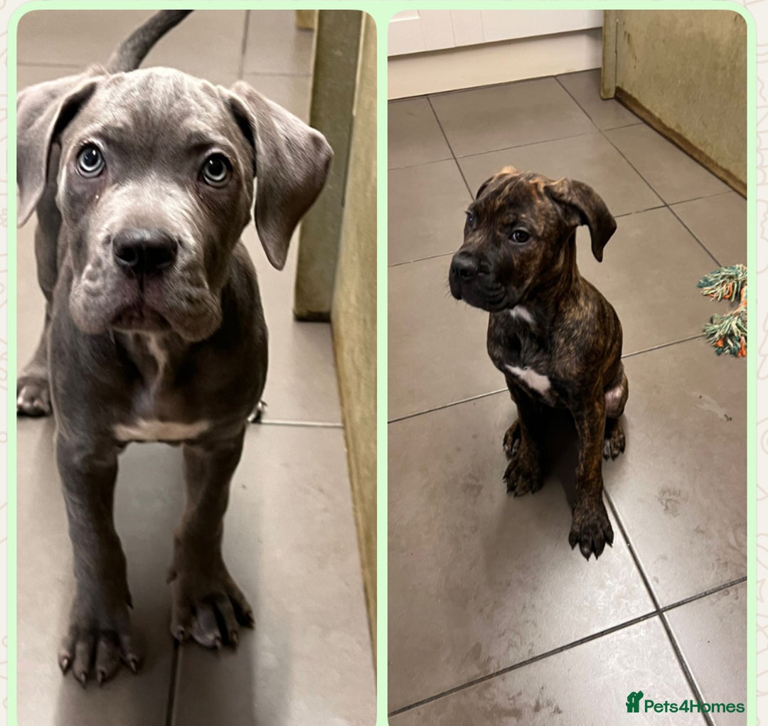 Cane Corso dogs for sale: 🐾 Majestic Cane Corso Puppies –Loyal Guardians 🐾 - Advert 1