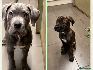 Cane Corso dogs 🐾 Majestic Cane Corso Puppies –Loyal Guardians 🐾 - Advert 2