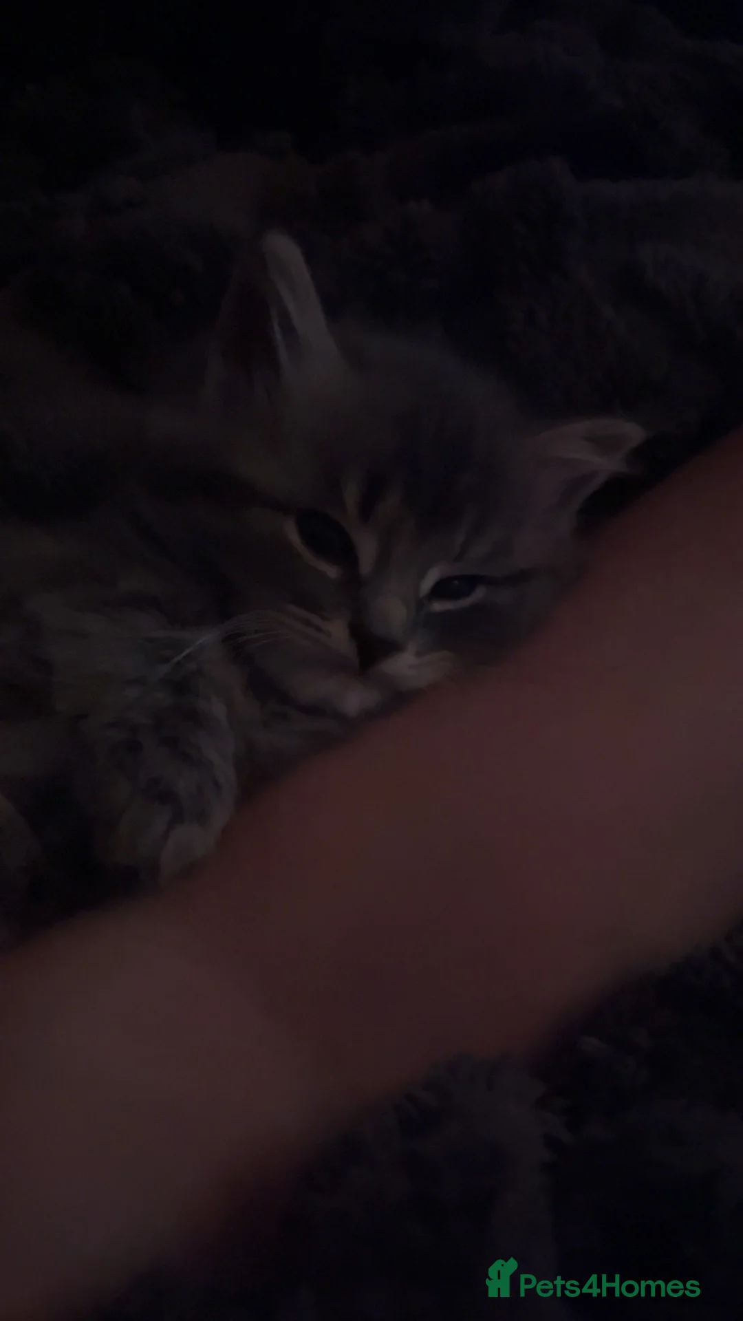 Mixed Breed cats for sale: Half Maine coon and British blue kitten in Stourbridge - Advert 14