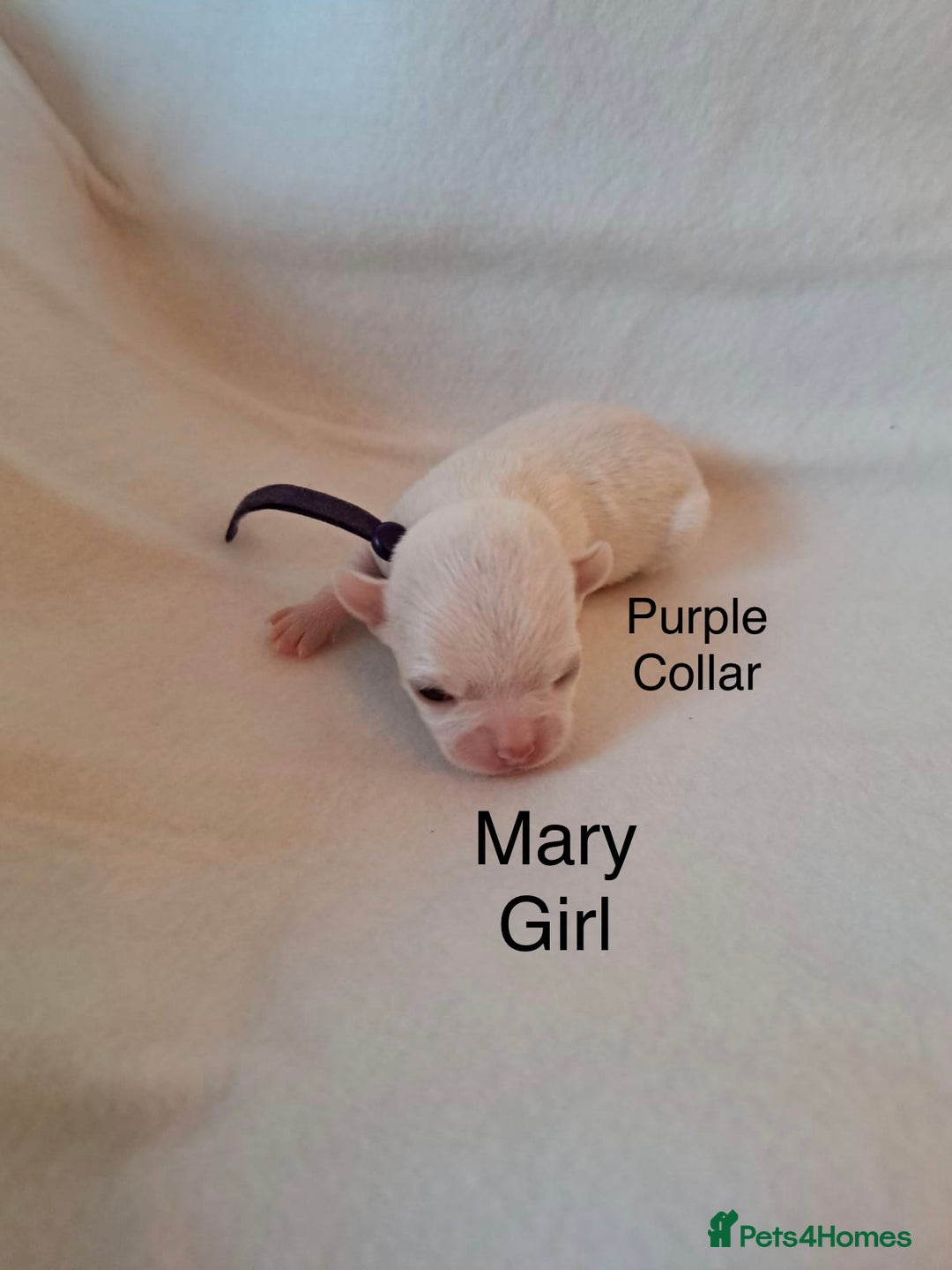 Chihuahua dogs for sale: Beautiful Chihuahua pups - Advert 13