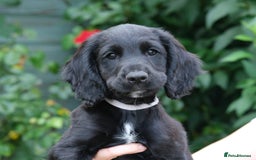 Cocker Spaniel dogs for sale: KC Registered Cocker Spaniel Puppies - Image 3